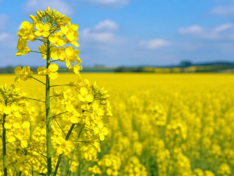 Рапица