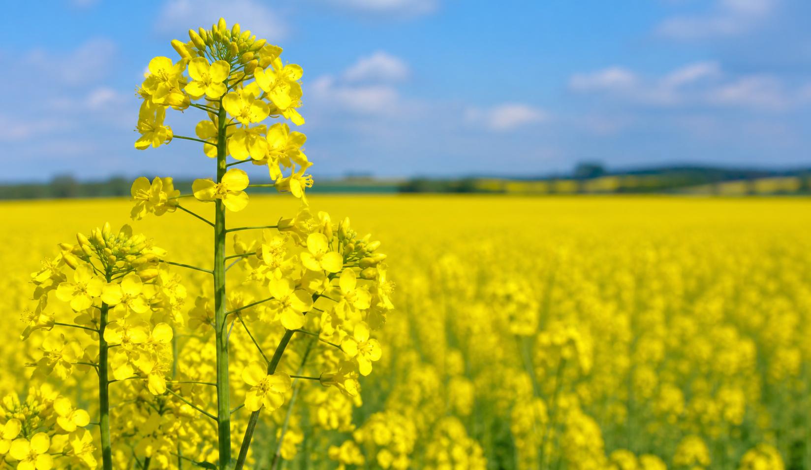 Рапица