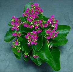 kalanchoe (1)