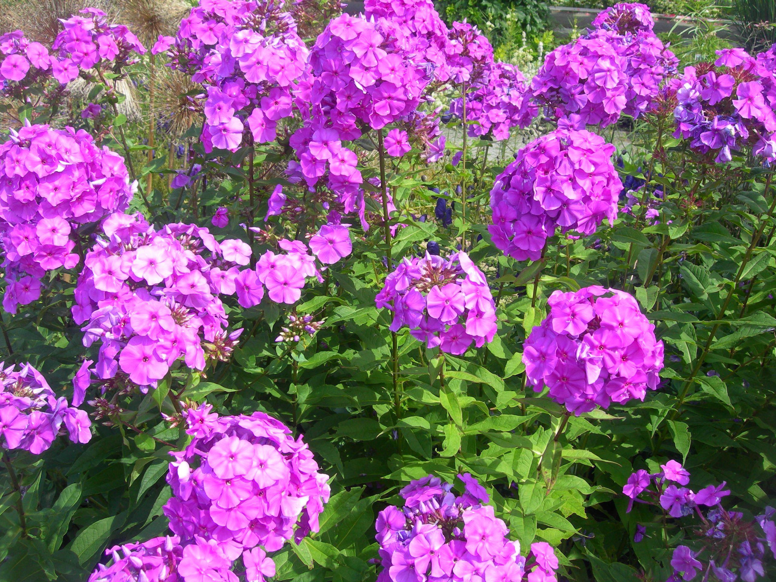 Флокс phlox paniculata
