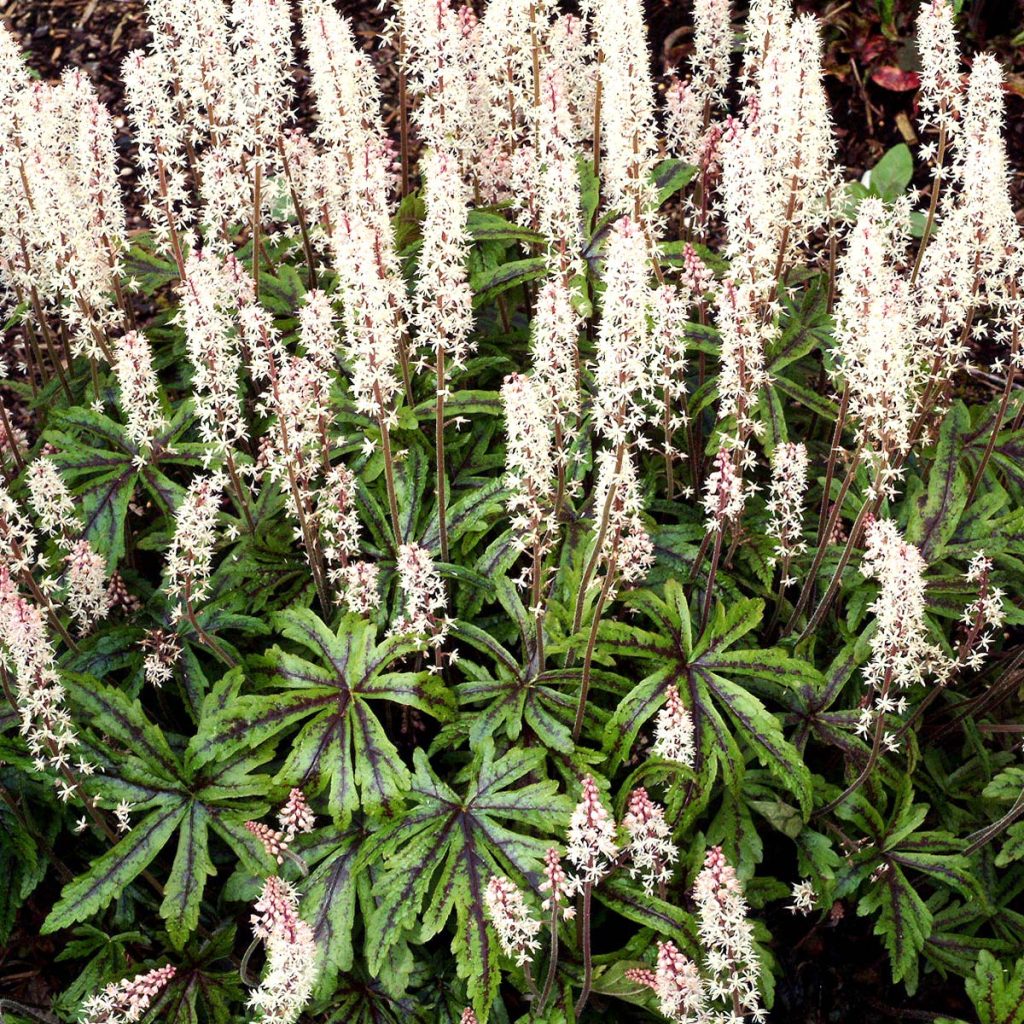 tiarella candy striper 3
