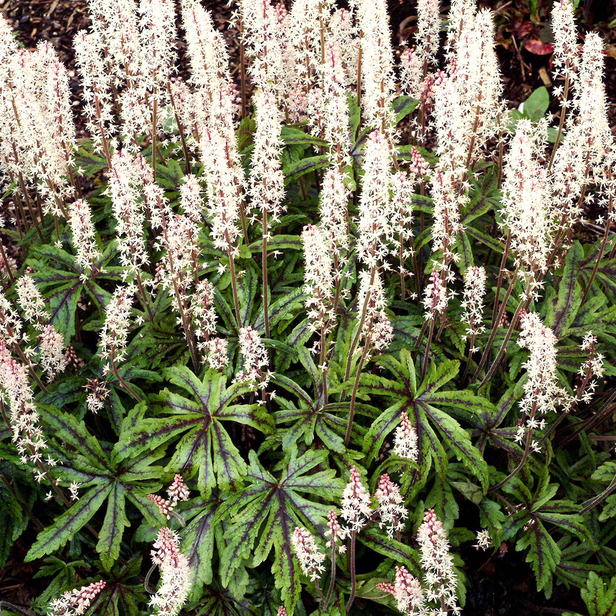 tiarella candy striper 3