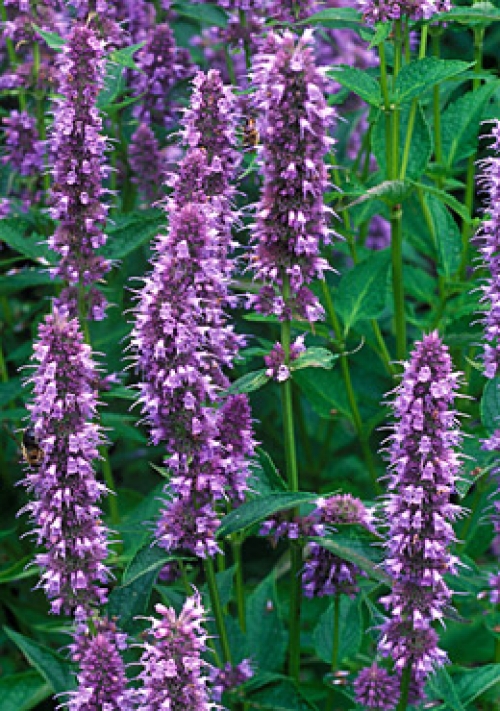 agastache