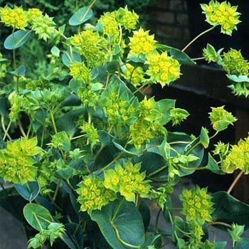 bupleurum