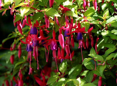 fuxia1