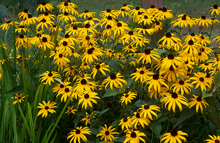 rudbeckia hirta